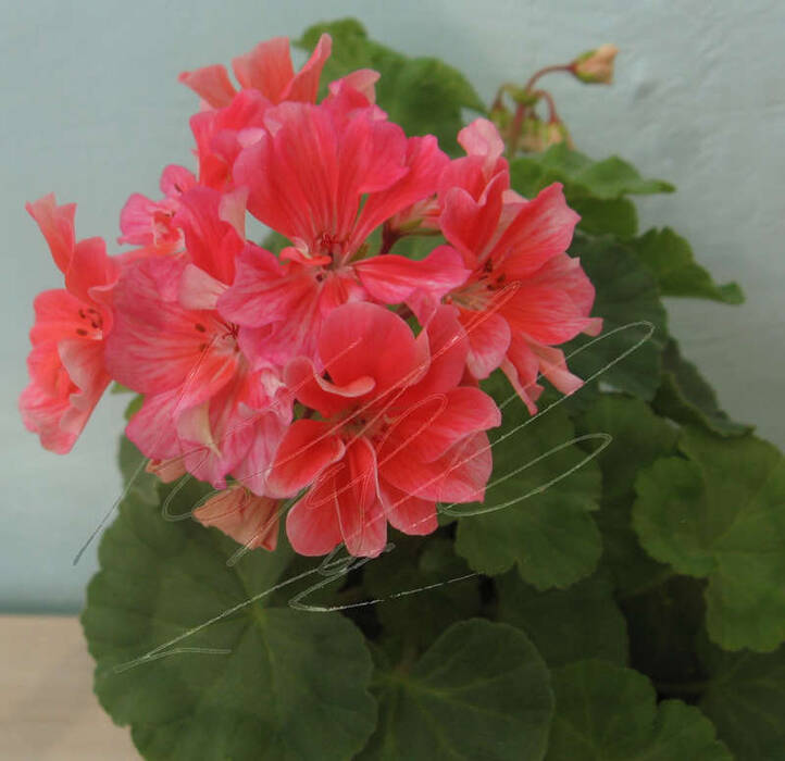 Pelargonium Sarah Hunt