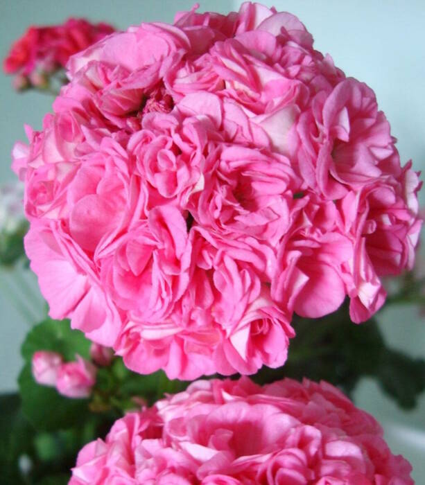 Pelargonium Saxdalens Selma