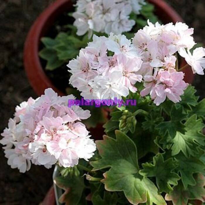 Pelargonium Sutarve Nadia K. (Sutarves Nada K.)