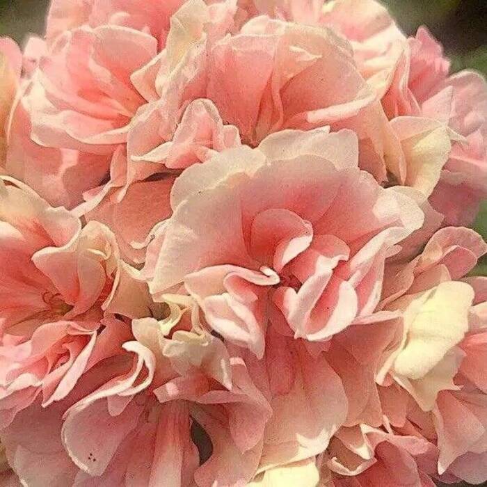 Pelargonium UG Aigul