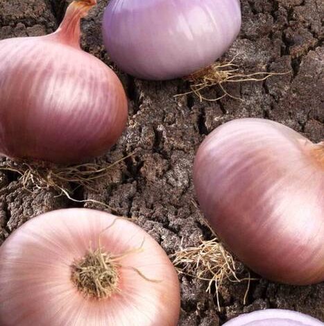 Peso medio de la cebolla