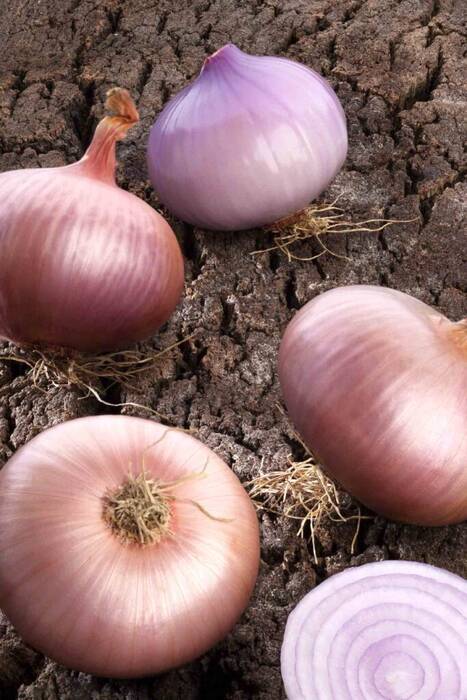 Peso medio de la cebolla