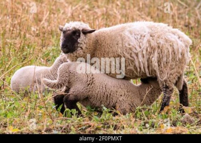 Raza ovina Merinoland