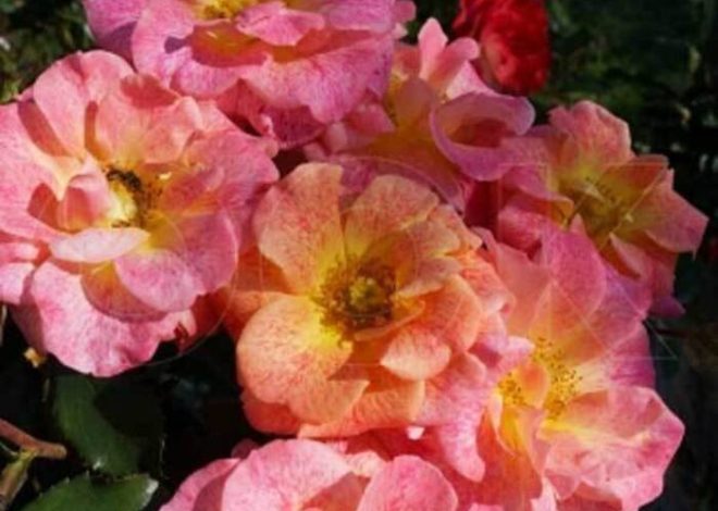 ¿Después de qué cultivos pueden plantarse las berenjenas??