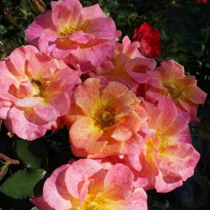 ¿Después de qué cultivos pueden plantarse las berenjenas??