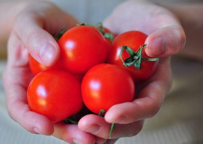 ¿Es posible cultivar moras de bosque??