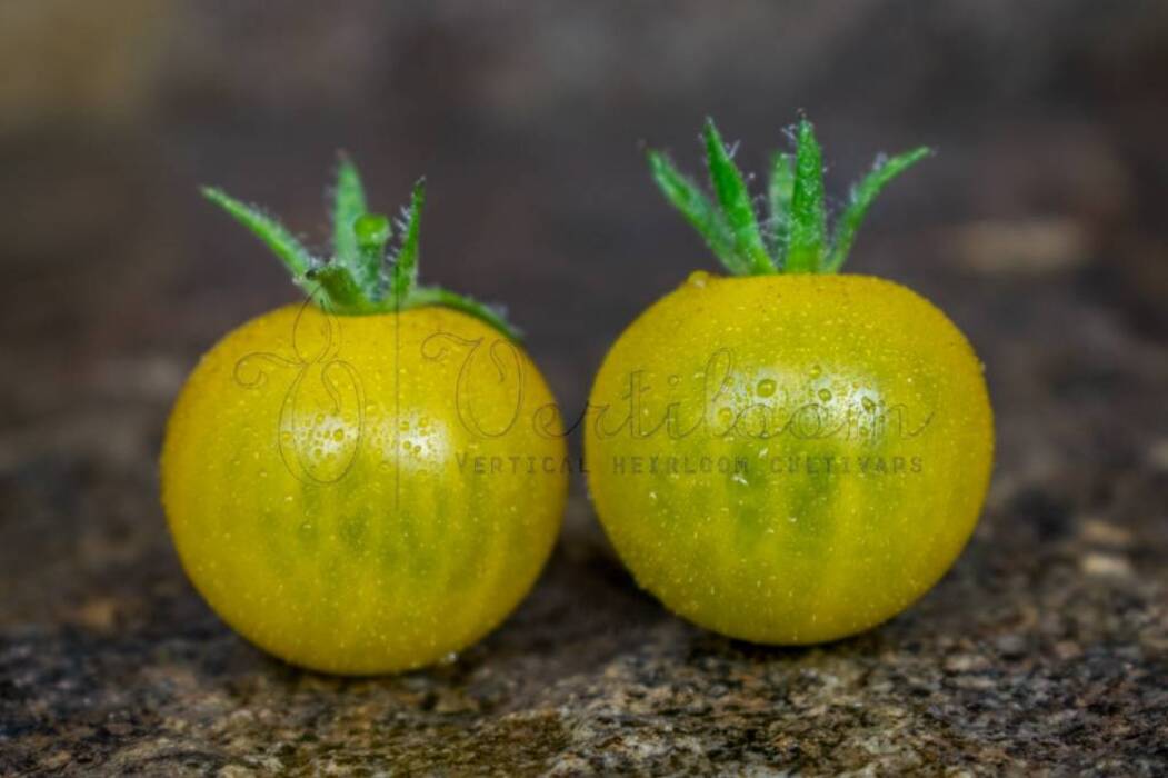 Tomate Frog-Tsarevna