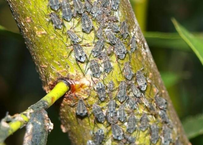 Tratamiento de las grosellas de los pulgones con amoniaco.