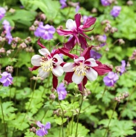 Por qué se caen los capullos de las rosas y qué hacer?