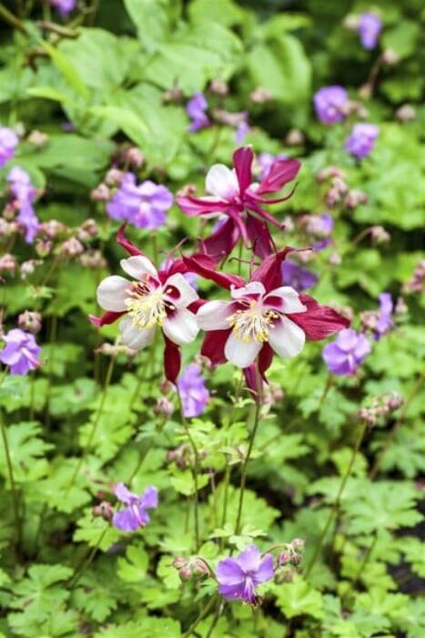 Aquilegia Biedermeier