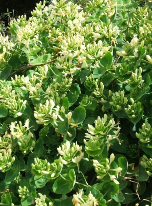 Características de la propagación de la madreselva caprifolium