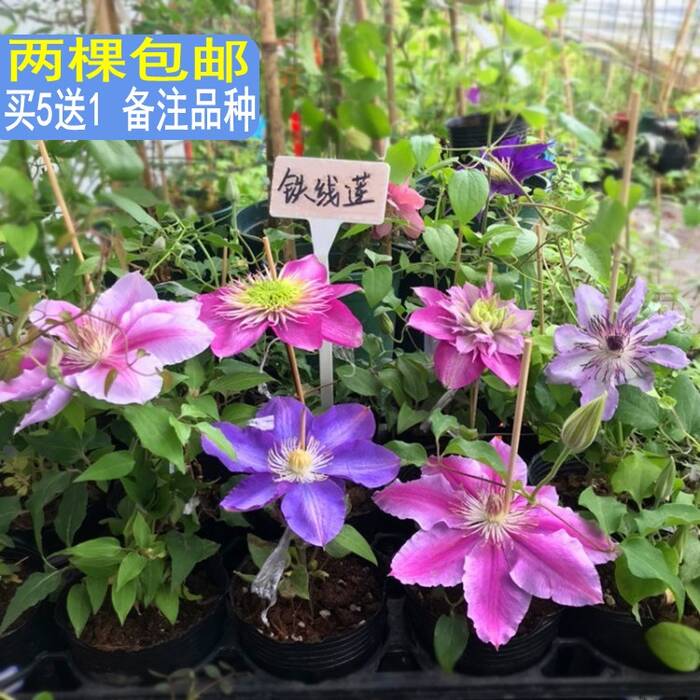 Clemátide Hoshi-no-Flamenco