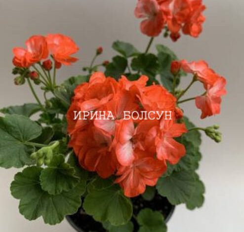 Arce en rama: variedades y cultivo