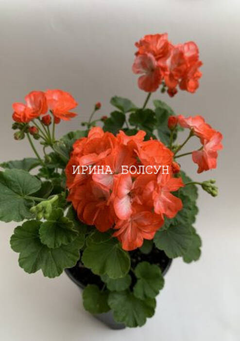 Pelargonium Fee Cerise Polina (Fee Cerise Polina)
