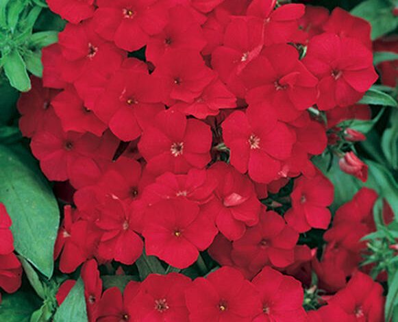 Phlox Shimmering Star