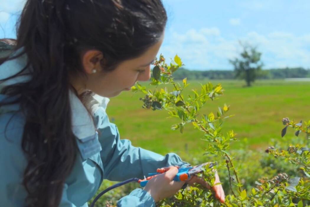 Poda de los arándanos