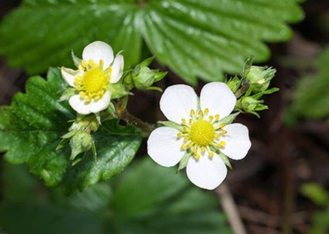 Por qué las uvas se cubren de placa blanca y qué hacer al respecto?