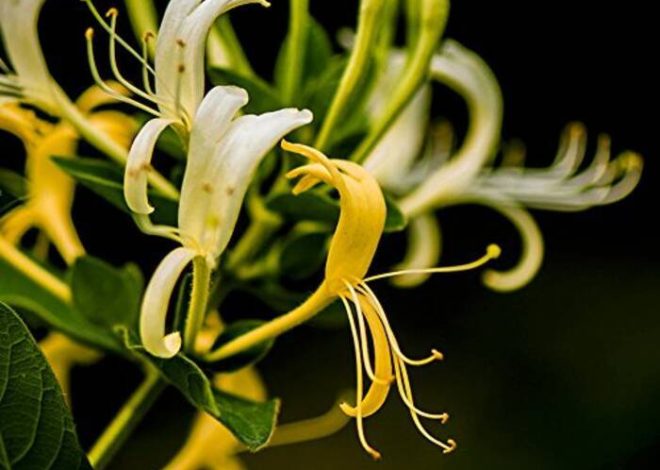 Tamarix (tamarisco): descripción, plantación y cuidados