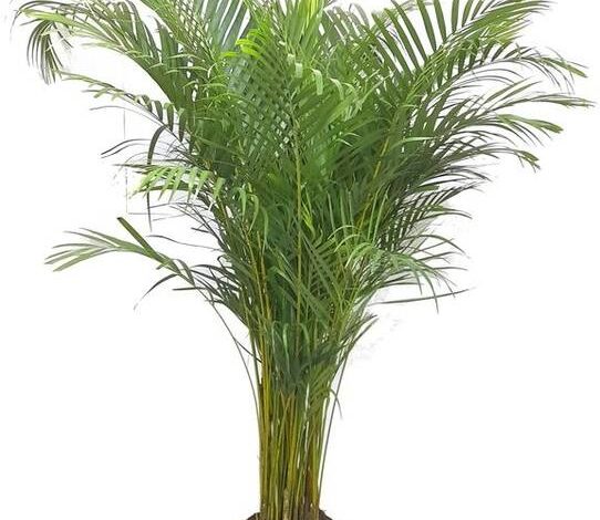 Todo sobre la dipsis