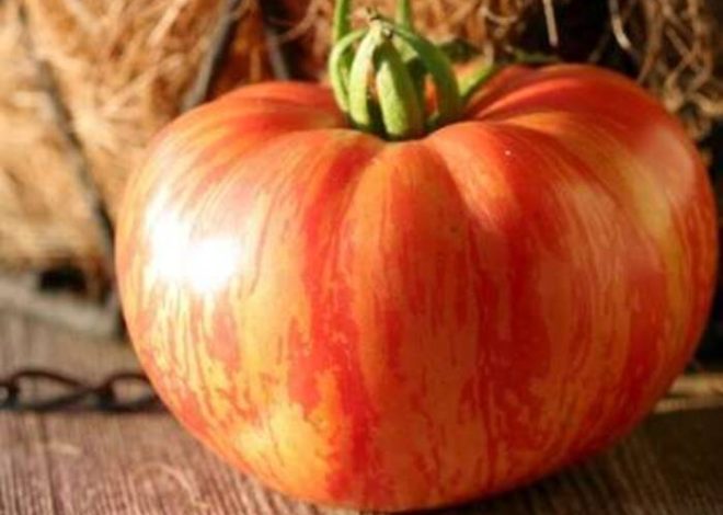 En qué se diferencia el orégano de la albahaca?