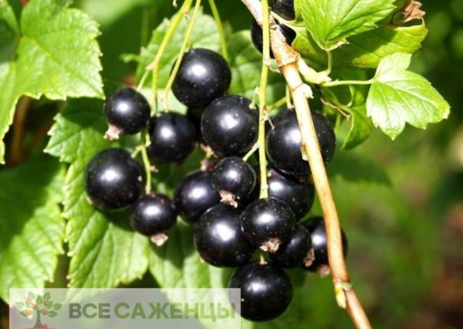 Ciruela Memoria de Vavilov