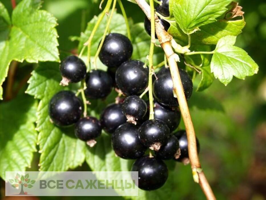 Ciruela Memoria de Vavilov