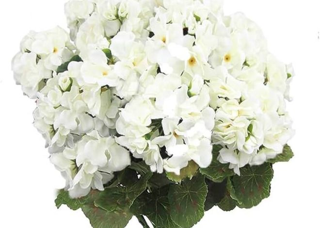 Crisantemo Ellen White