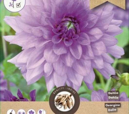 Perejil en la pera: cómo tratar?