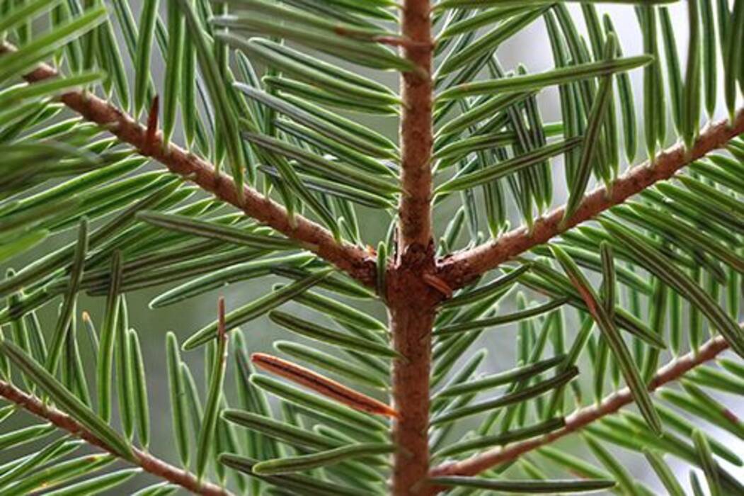 Diferencia entre un abeto y un pícea