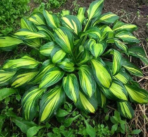 Hosta Rainbow’s End