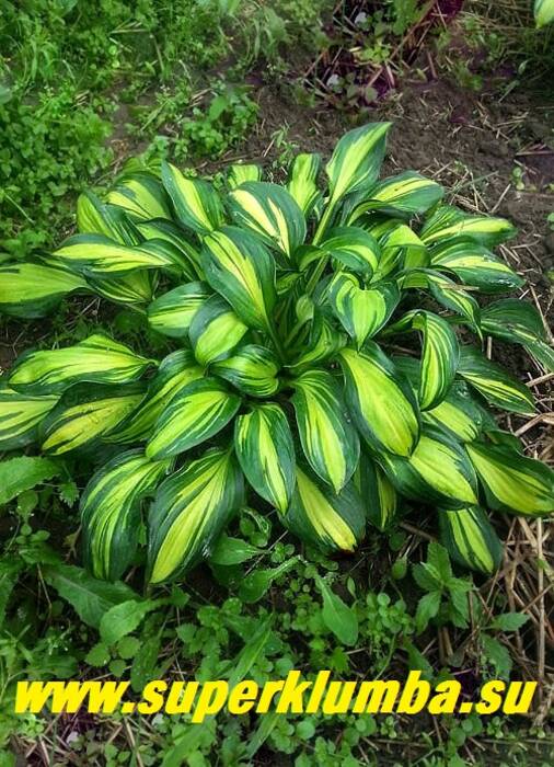 Hosta Rainbow’s End