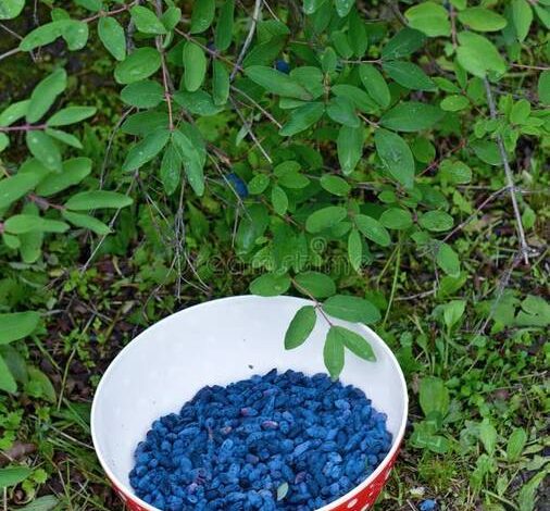 Cómo plantar gladiolos para evitar que se caigan?