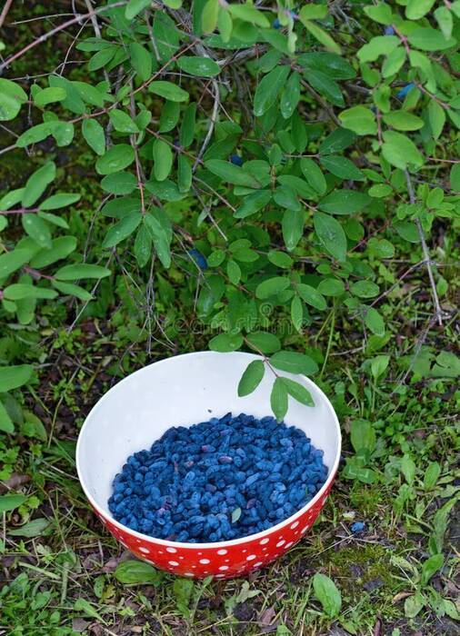 Cómo plantar gladiolos para evitar que se caigan?