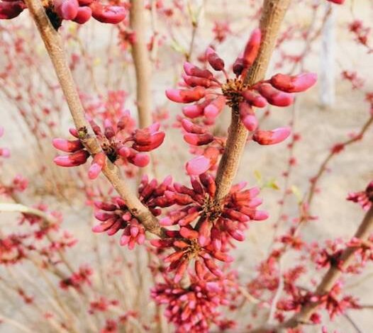 Melocotón siberiano