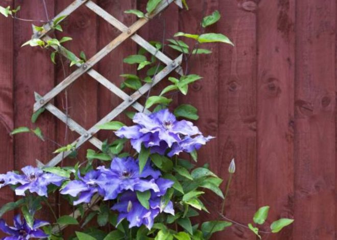 Peculiaridades de los esquejes de clemátide