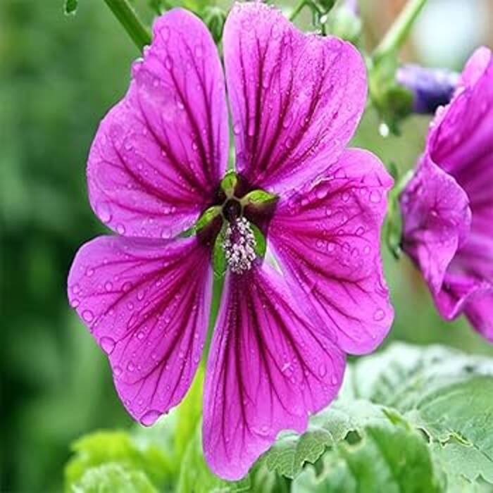 Peculiaridades del cultivo de la malva a partir de semillas