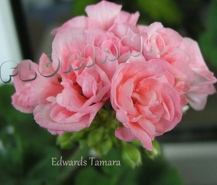 Pelargonium Edwards Tamara