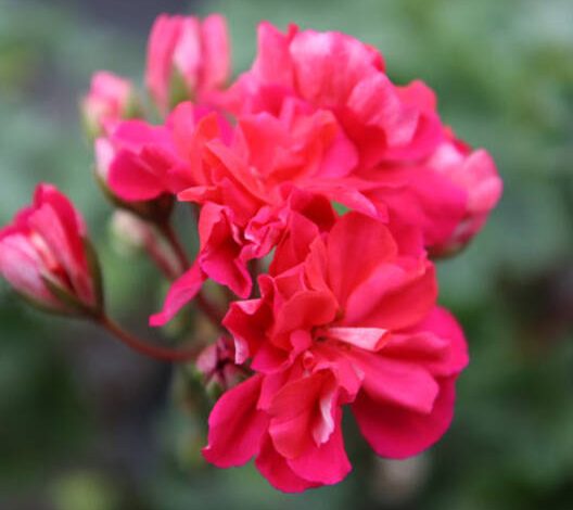 Resina en la cereza: causas y medidas de control