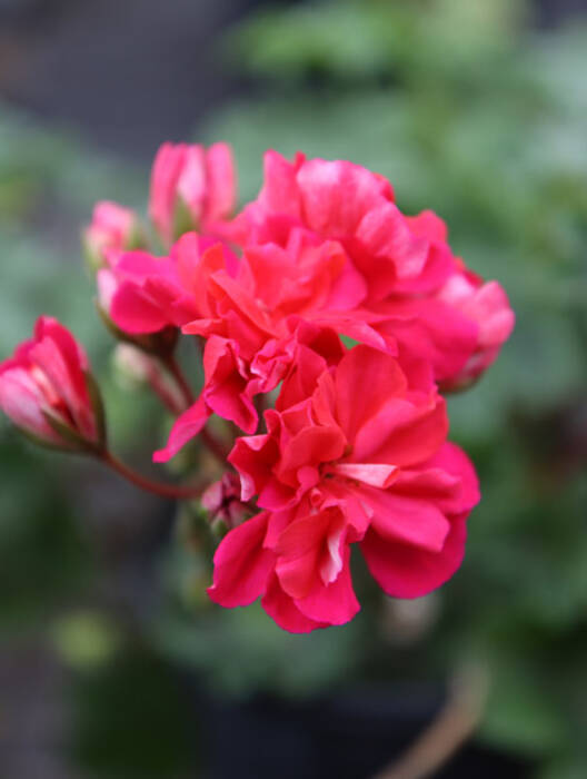 Pelargonium Yu-Anna Karenina