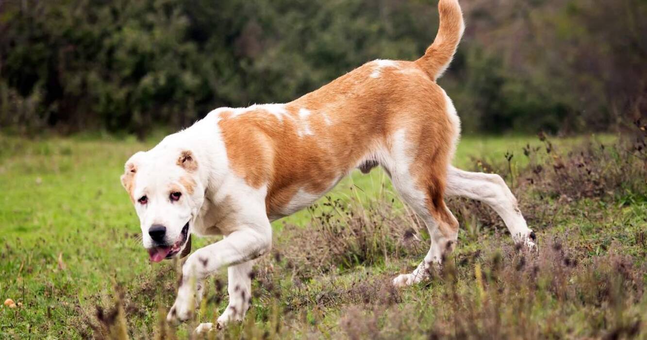 Perro pastor de Asia Central (Alabai)