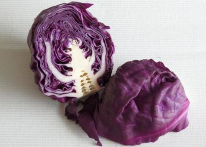 Álamo canadiense: descripción y cultivo