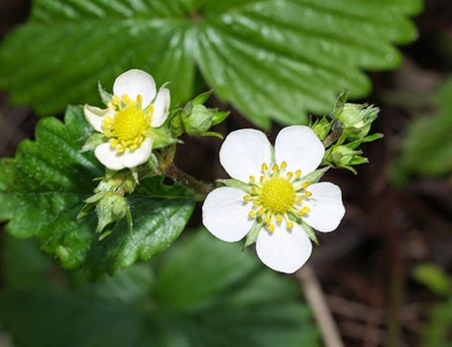 Predecesores de las fresas en el bancal