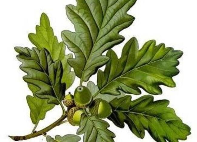 Resumen de las variedades y especies de roble