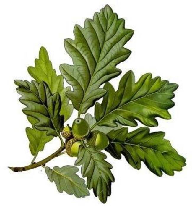 Resumen de las variedades y especies de roble