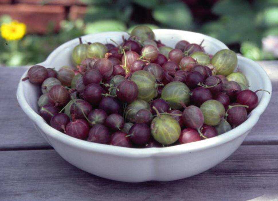 Fresas remontantes: cultivo y cuidados