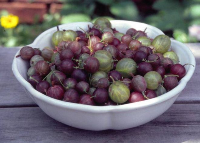 Grosella espinosa Sirius