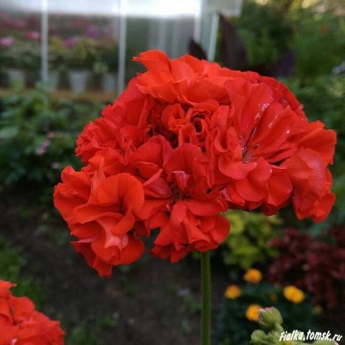 Pelargonium Yu-Gamayun