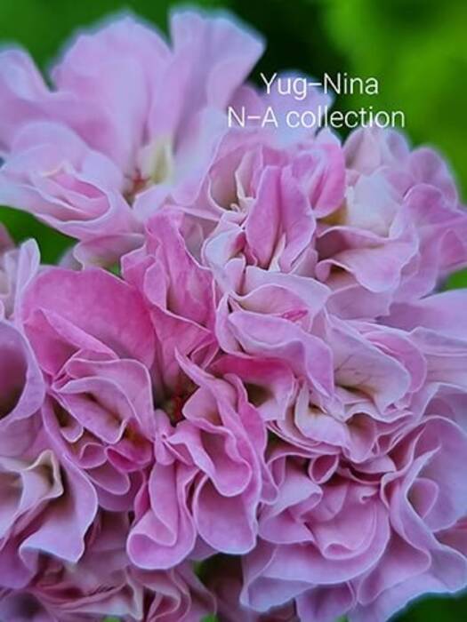 Pelargonium YUG-Salomea