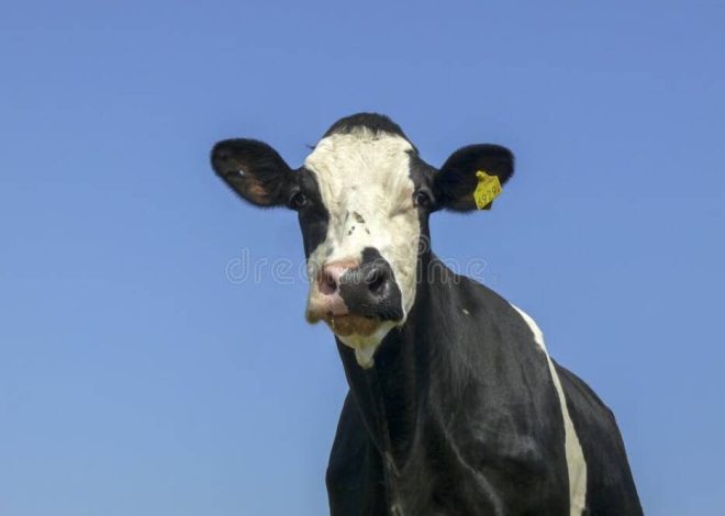 Qué se puede añadir al hoyo al plantar fresas?