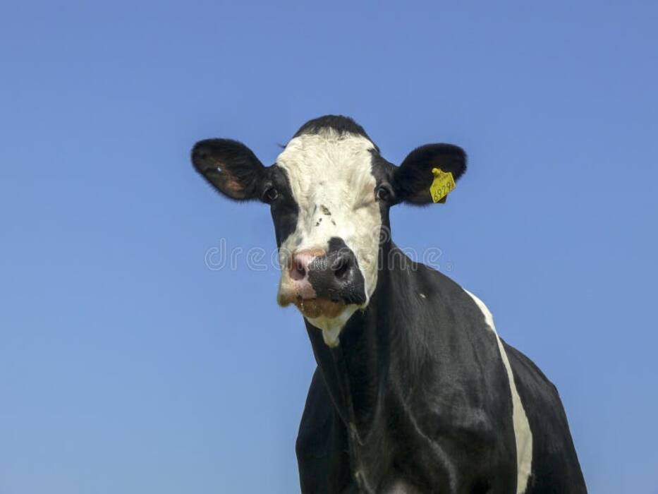 Raza de vaca azul (azul claro letón)